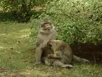 In einer Tempelanlage im Zentrum von Thailand leben eine Menge dieser Affen. (31.07.2008)