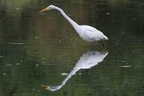 Silberreiher (Casmerodius albus oder auch Ardea alba) am 2.10.2010 auf dem Gebiet des Royal Botanical Gardens in Hamilton,Ont.