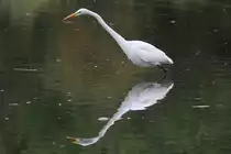 Silberreiher (Casmerodius albus oder auch Ardea alba) am 2.10.2010 auf dem Gebiet des Royal Botanical Gardens in Hamilton,Ont.