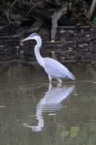 Ein Kanadareiher (Ardea herodias) lauert, am 2.10.2010 auf dem Gebiet des Royal Botanical Gardens in Hamilton, auf etwas fressbares..