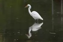 Ein Silberreiher (Casmerodius albus oder auch Ardea alba) k�mpft mit einem Fisch. 2.10.2010 auf dem Gebiet des Royal Botanical Gardens in Hamilton,Ont.