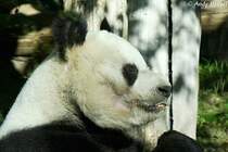 Gro�er Panda.