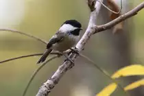 Schwarzkopfmeise (Poecile atricapillus) am 2.10.2010 auf dem Gebiet des Royal Botanical Gardens in Hamilton,Ontario.