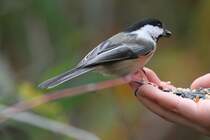 Schwarzkopfmeise (Poecile atricapillus) am 2.10.2010 auf dem Gebiet des Royal Botanical Gardens in Hamilton,Ontario. Hier werden gerade die zutraulichen Meisen von einer Schulklasse geftttert.