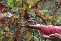 Schwarzkopfmeise (Poecile atricapillus) am 2.10.2010 auf dem Gebiet des Royal Botanical Gardens in Hamilton,Ontario. Hier werden gerade die zutraulichen Meisen von einer Schulklasse gef�tttert. Ich habe es sogar ohne Futter versucht. Wurde dabei aber von einer entt�uchten Meise in den Finger gezwickt.