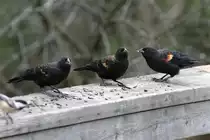 Junge m�nnliche Rotschulterst�rlinge (Agelaius phoeniceus) am 2.10.2010 auf dem Gebiet des Royal Botanical Gardens in Hamilton,Ontario.