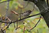 Indianergoldh�hnchen (Regulus satrapa) am 2.10.2010 auf dem Gebiet des Royal Botanical Gardens in Hamilton,Ontario.