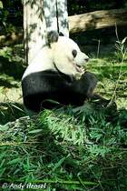 Gro�er Panda.