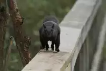 Angriff des Grauh�rnchens (Sciurus carolinensis). 2.10.2010 auf dem Gebiet des Royal Botanical Gardens in Burlington,Ont.