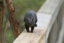 Bewegungsstudie eines Grauhrnchens (Sciurus carolinensis). 2.10.2010 auf dem Gebiet des Royal Botanical Gardens in Burlington,Ont.