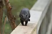 Bewegungsstudie eines Grauh�rnchens (Sciurus carolinensis). 2.10.2010 auf dem Gebiet des Royal Botanical Gardens in Burlington,Ont.
