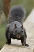 Grauh�rnchen (Sciurus carolinensis) am 2.10.2010 auf dem Gebiet des Royal Botanical Gardens in Burlington,Ont.