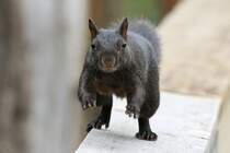 Bewegungsstudie eines Grauhrnchens (Sciurus carolinensis). 2.10.2010 auf dem Gebiet des Royal Botanical Gardens in Burlington,Ont.