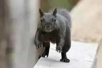 Bewegungsstudie eines Grauh�rnchens (Sciurus carolinensis). 2.10.2010 auf dem Gebiet des Royal Botanical Gardens in Burlington,Ont.