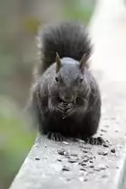 Grauh�rnchen (Sciurus carolinensis) am 2.10.2010 auf dem Gebiet des Royal Botanical Gardens in Burlington,Ont.