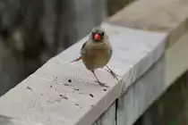 Weiblicher Rotkardinal (Cardinalis cardinalis) am 2.10.2010 auf dem Gebiet des Royal Botanical Gardens in Hamilton,Ontario.