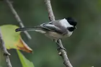 Schwarzkopfmeise (Poecile atricapillus) am 2.10.2010 auf dem Gebiet des Royal Botanical Gardens in Hamilton,Ontario.