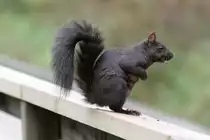 Grauh�rnchen (Sciurus carolinensis) am 2.10.2010 auf dem Gebiet des Royal Botanical Gardens in Burlington,Ont.