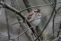 Wei�kehlammer (Zonotrichia albicollis) am 2.10.2010 auf dem Gebiet des Royal Botanical Gardens in Burlington,Ont.