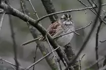 Wei�kehlammer (Zonotrichia albicollis) am 2.10.2010 auf dem Gebiet des Royal Botanical Gardens in Burlington,Ontario.