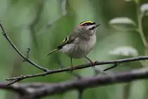 Indianergoldh�hnchen (Regulus satrapa) am 2.10.2010 auf dem Gebiet des Royal Botanical Gardens in Hamilton,Ontario.