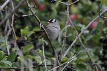 Dachsammer (Zonotrichia leucophrys) am 2.10.2010 auf dem Gebiet des Royal Botanical Gardens in Hamilton,Ontario.