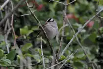 Dachsammer (Zonotrichia leucophrys) am 2.10.2010 auf dem Gebiet des Royal Botanical Gardens in Hamilton,Ontario.
