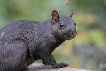 Grauhrnchen (Sciurus carolinensis) am 2.10.2010 auf dem Gebiet des Royal Botanical Gardens in Burlington,Ont.