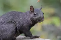 Grauh�rnchen (Sciurus carolinensis) am 2.10.2010 auf dem Gebiet des Royal Botanical Gardens in Burlington,Ont.