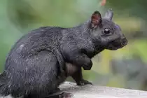 Grauh�rnchen (Sciurus carolinensis) am 2.10.2010 auf dem Gebiet des Royal Botanical Gardens in Burlington,Ont.