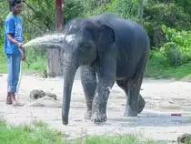 Ein junger asiatischer Elefant, aufgenommen am 04.04.2006 auf der Insel Phuket im S�den Thailands