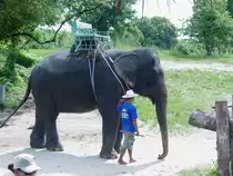 Ein asiatischer Elefant wartet auf Kundschaft, mit denen er einen ca. 1-st�ndigen Ausflug durch den thail�ndischen Wald auf der Insel Phuket in S�dthailand unternehmen kann. (04.04.2006)