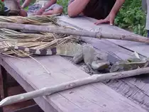 Auf einer kleinen, zu Laos geh�renden, Insel im Mekong hatten Jugendliche diese beiden Reptilien gefangen. Wenn man den Gesichtsausdruck sieht und das grimmig verzogene Maul des Tieres, so hat diese Gefangenschaft ihm offensichtlich gar nicht gefallen (22.07.2007)