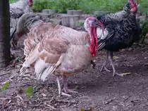 Ein Truthahn fotografiert im Nordosten Thailands am 29.07.2007