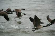 Ein Schwarm Todds Kanadag�nse (Branta canadensis interior) beim Starten aus dem Niagara River.
