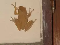 Am Abend des 22.12.2010  klebte  dieser Frosch an meiner Hauswand