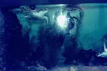 Eine Schildkr�te im Seaquarium in Miami im April 1975