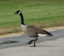 Eine Todd Kanadagans (Branta canadensis interior) h�lt den flie�enden Verkehr auf dem Niagara-Parkway auf.