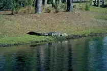 Im April 1984 liegt dieser Alligator tr�ge am Rand des Wassers in einer �ffentlichen, f�r jedermann zug�nglichen, Anlage in Savannah / Georgia