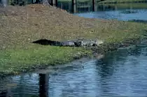 Im April 1984 liegt dieser Alligator tr�ge am Rand des Wassers in einer �ffentlichen, jedermann zug�nglichen, Anlage in Savannah / Georgia