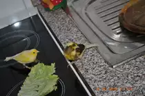 Merlin und Carly beim fressen eines Blattes am 31.12.2010.