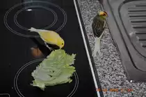 Merlin und Carly beim fressen eines Blattes am 31.12.2010.