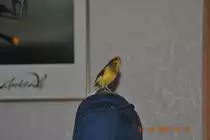 Mein Kanarienvogel Carly beim singen am 31.12.2010.