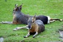 S�ss sind die ja, die grossen Pampashasen.