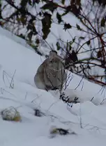Auch wenn Bernd Stellter im Lied singt: Im n�chsten Leben werde ich lieber ein Kaninchen, so sage ich: ist mir entscheident zu kalt: Fotografiert am 31.12.2010 am Haltepunkt Allerheiligen.
