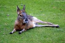 Gro�er Pampashase. 