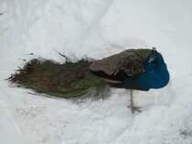 Pfau im Chemnitzer Tiepark. 05.01.2011.