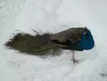 Pfau im Chemnitzer Tiepark. 05.01.2011.