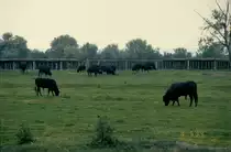  Schwarze Stiere der Camargue  auf einer Weide am 04.05.1994 in der Camargue in S�dfrankreich (Dia gescannt)