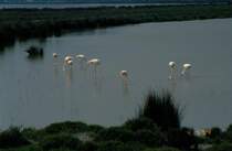 Flamingos am tang de Vaccars in der Camargue in Sdfrankreich am 04.05.1994 (Dia gescannt)